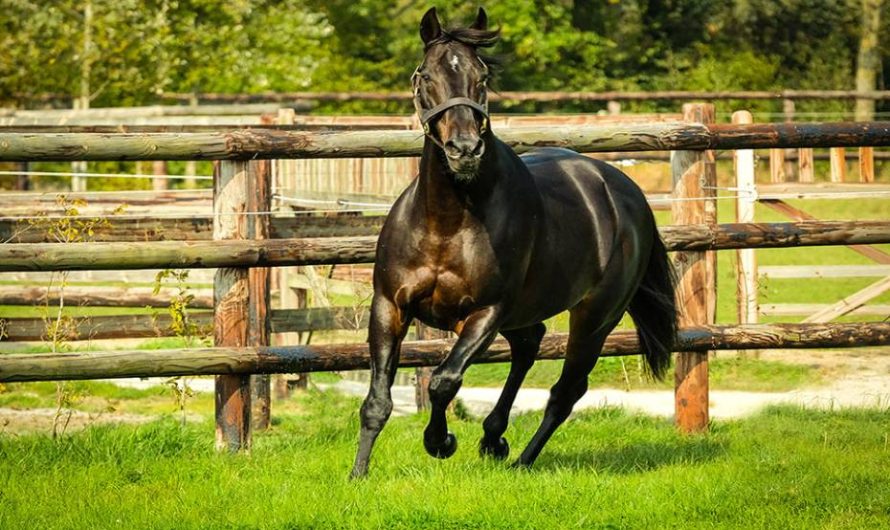 Pronostique du 07 Janvier 2026 : PORNICHET R4 (Galop)